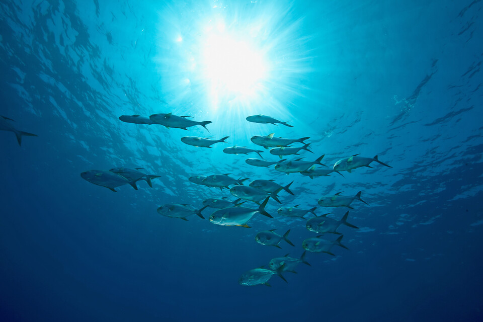 기후변화 영향으로 인도네시아가 원산지인 노랑점나비고기가 통영과 제주도 연안에서 확인되는 등 5종의 열대성 어류와 10종의 열대성 곤충이 국가생물종목록에 기록됐다. 사진은 독자 이해를 돕기 위한 이미지로 기사 특정 내용과 관계없음. (사진 클립아트코리아)/뉴스펭귄