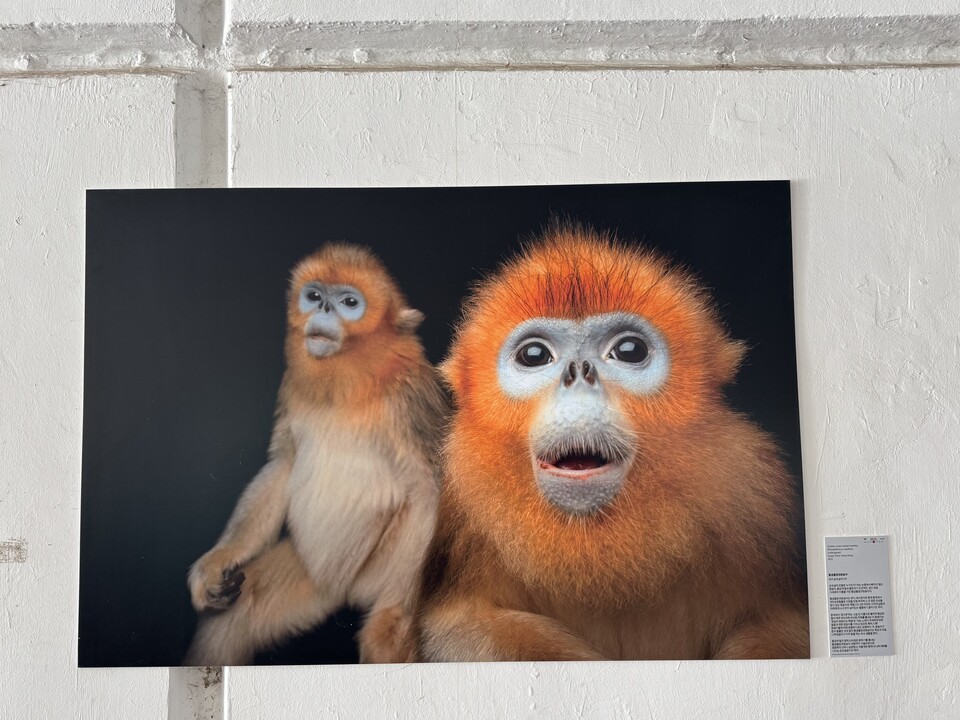 사진전에 걸린 멸종위기종 황금들창코원숭이 사진. (사진 이동재 기자)/뉴스펭귄