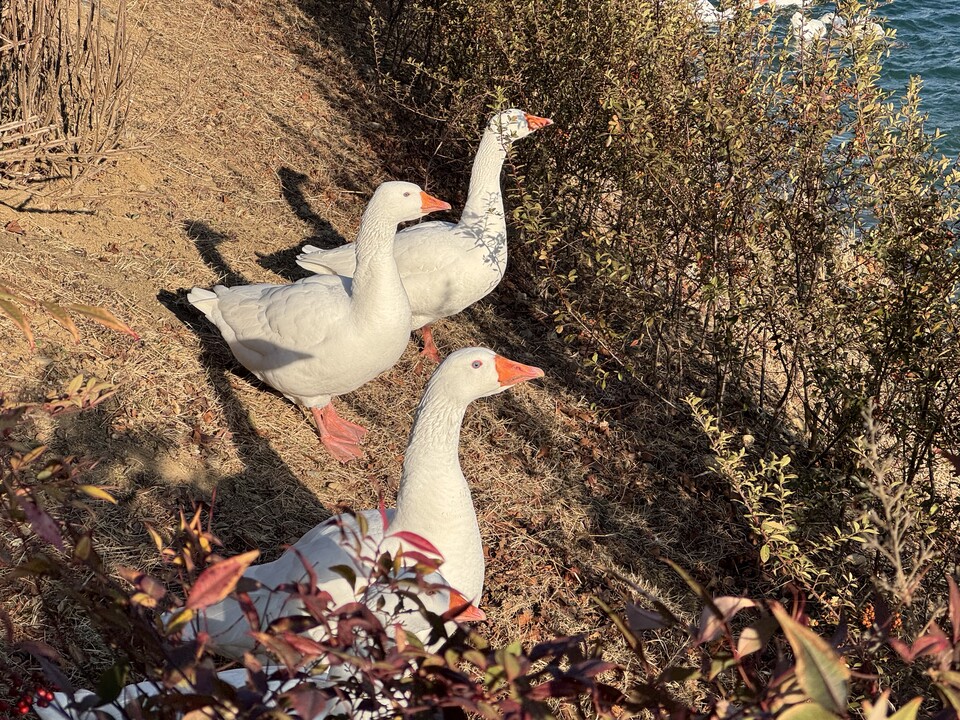 석촌호수에 사는 거위들. (사진 이동재 기자)/뉴스펭귄