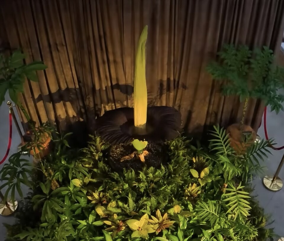 1월 23일 호주 시드니 왕립 식물원에서 개화한 ‘시체꽃’. (사진  호주 시드니 왕립 식물원 공식 인스타그램 갈무리)/뉴스펭귄