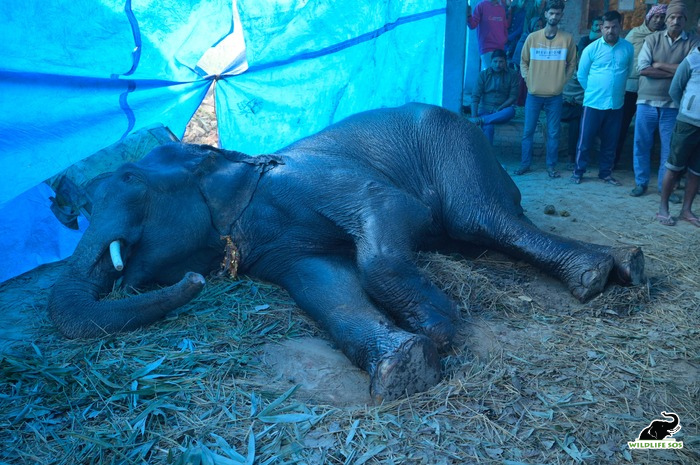 인도의 한 외딴 지역에서 58세 코끼리 ‘마누(Manu)’가 36시간 동안 쓰러져 있던 상태에서 구조됐다. (사진 Wildlife SOS-Atharva Anil Pacharne)/뉴스펭귄