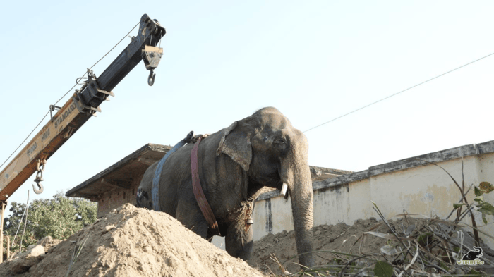 코끼리 '마누' 구조 현장. (사진 Wildlife SOS-Atharva Anil Pacharne)/뉴스펭귄