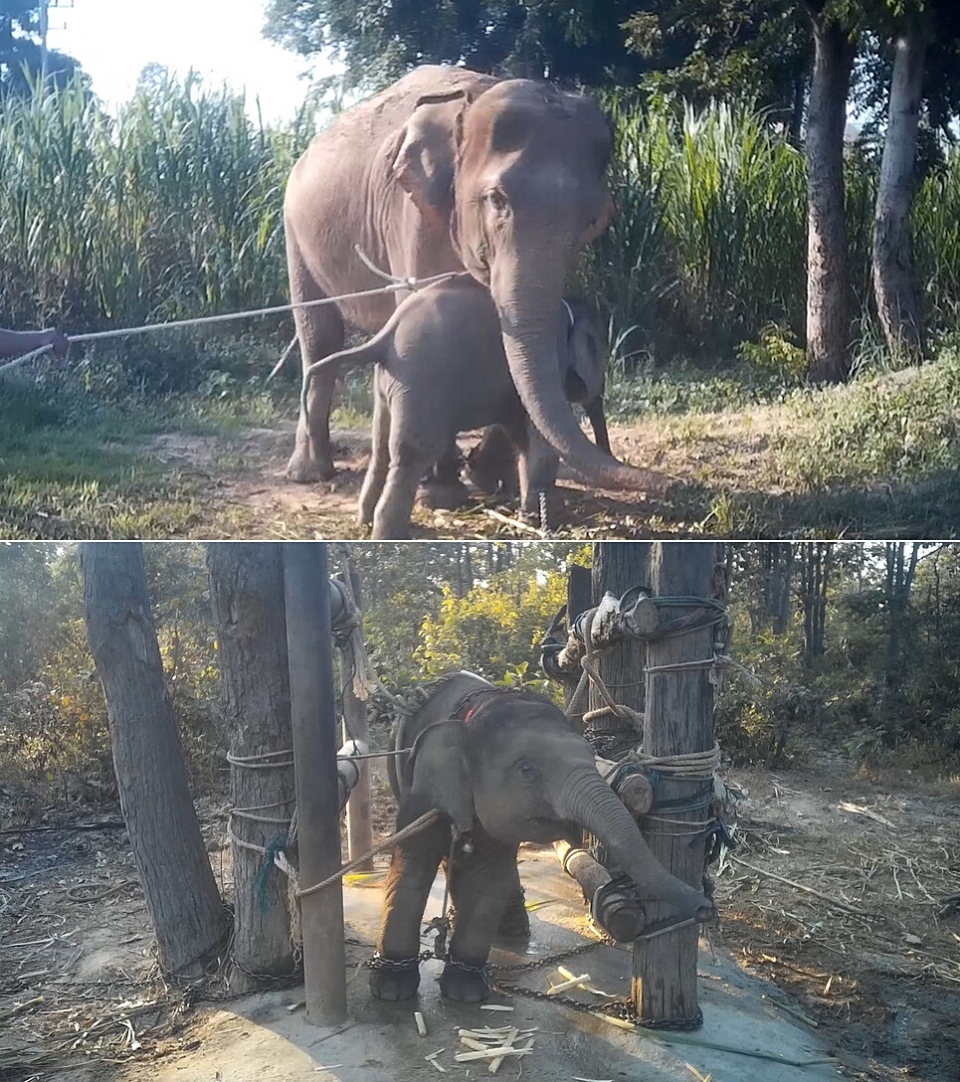 마누와 같은 코끼리들은 관광 산업에 이용되기 전 ‘파잔(Phajaan)’이라는 훈련 과정을 겪는다. (사진 WAP)/뉴스펭귄