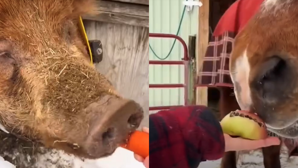 (사진 Sandy Pines Wildlife Centre)/뉴스펭귄