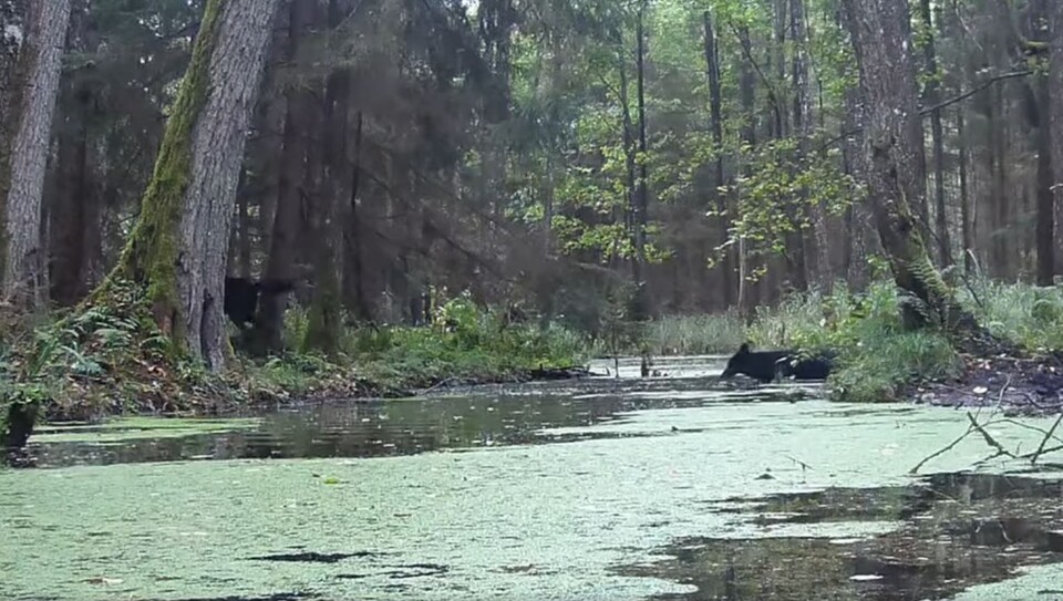 (사진 SAVE Wildlife Conservation fund)/뉴스펭귄