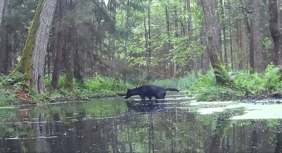 폴란드 야생에서 발견된 검은 늑대. (사진 SAVE Wildlife Conservation fund)/뉴스펭귄