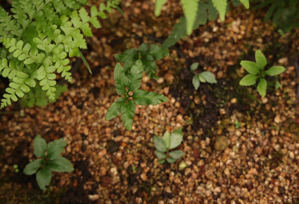 우리나라 고유종으로 제주도에서만 확인되는 ‘제주고사리삼’. (사진 국립생태원)/뉴스펭귄