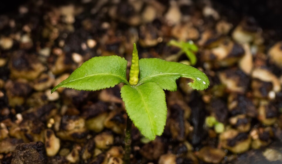 심각한 서식처 교란과 훼손으로 멸종위기에 처한 ‘제주고사리삼’. (사진 국립생태원)/뉴스펭귄