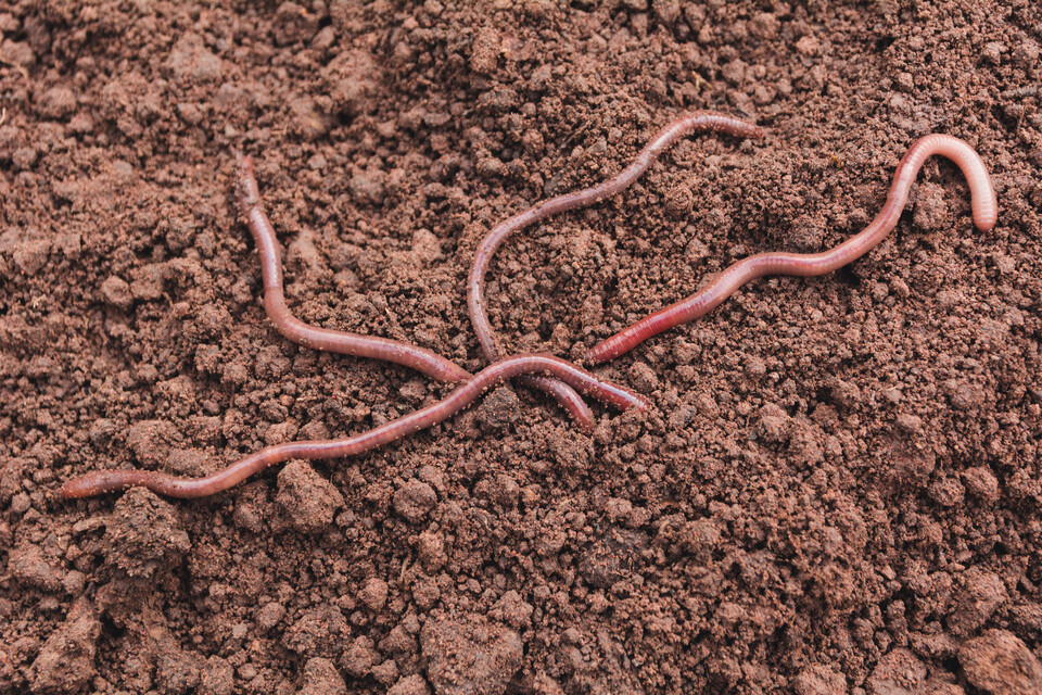 지렁이가 파는 땅굴은 깊이가 최대 2m가 넘는데 식물의 뿌리가 숨을 쉴 수 있는 통로가 된다. (사진 클립아트코리아)/뉴스펭귄
