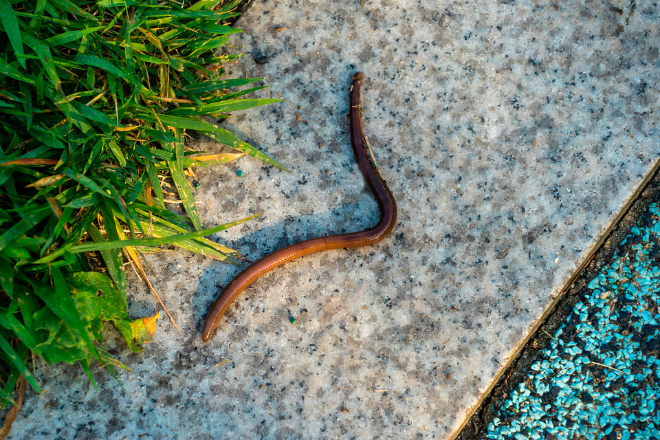 비 온 뒤 지렁이가 흙 밖으로 나오는 건 땅에 물이 차면서 산소 공급이 잘 이뤄지지 않아 숨을 쉬기 위해서다. (사진 클립아트코리아)/뉴스펭귄