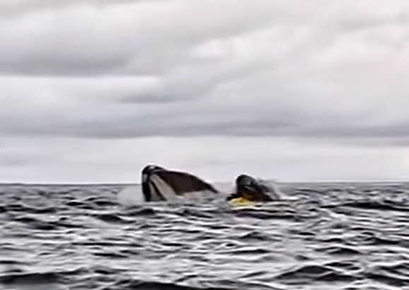 혹등고래 입속으로 빨려 들어가는 순간. (사진 dell simancas 유튜브 영상 캡처)/뉴스펭귄