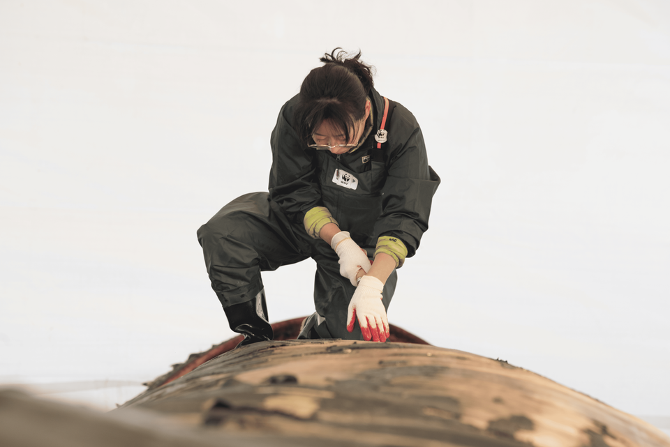 이영란 수의사.