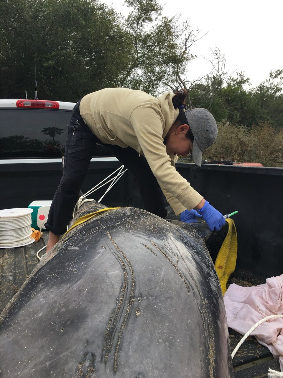 미국 몬테레이에서 사망한 고래를 살피는 이영란 수의사. (사진 플랜오션)/뉴스펭귄