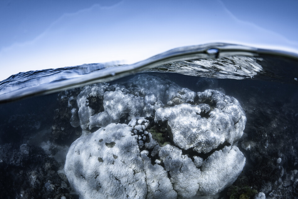 (사진 Brooke Pyke - Blue Media Exmouth)/뉴스펭귄