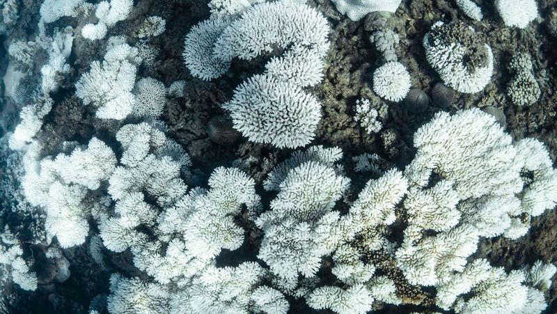 (사진 Blue Media Exmouth)/뉴스펭귄