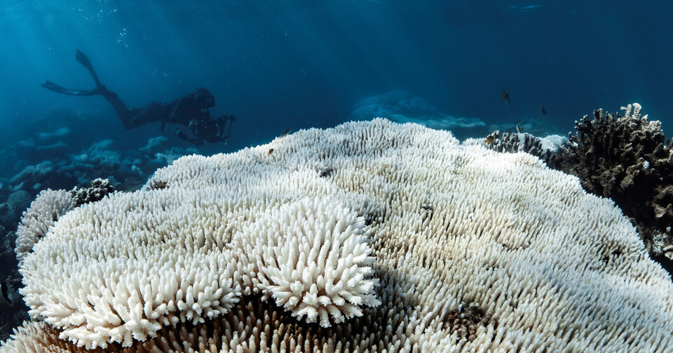 (사진 Blue Media Exmouth)/뉴스펭귄