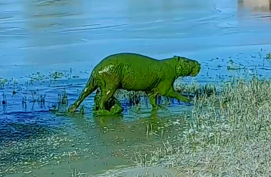 (사진 인스타그램 salvemos_alrio 캡처)/뉴스펭귄