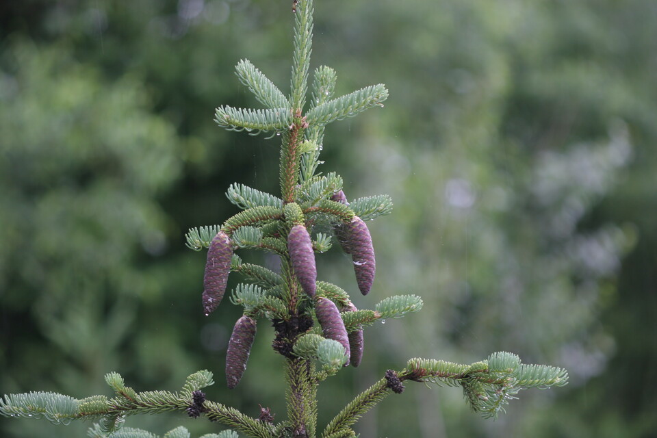  7대 멸종위기 고산 침엽수종 가운데 하나인 가문비나무. (사진 국립생물자원관)/뉴스펭귄