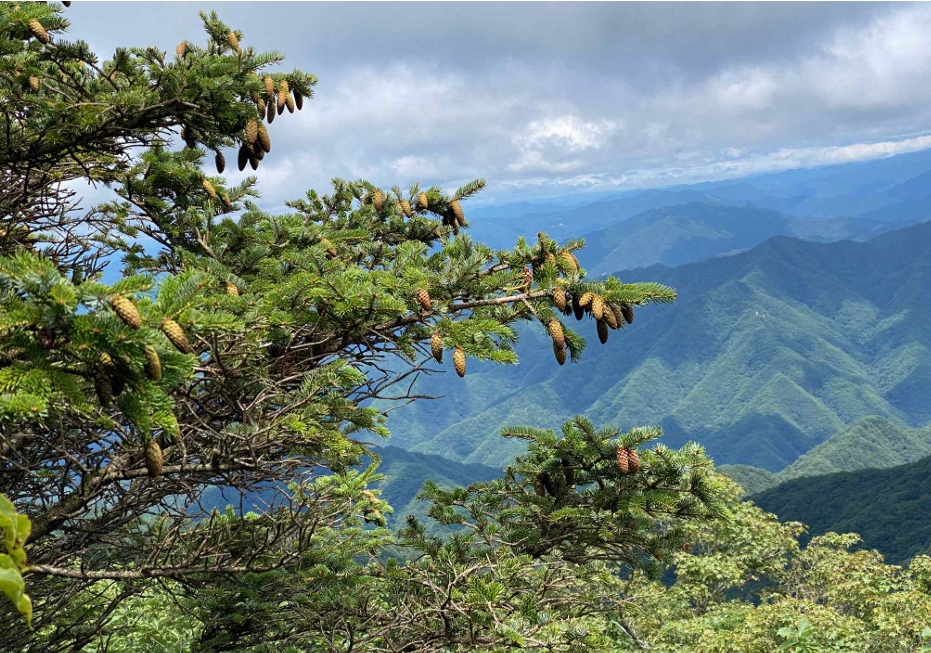 ‘가문비나무’. (사진 국립산림과학원)/뉴스펭귄