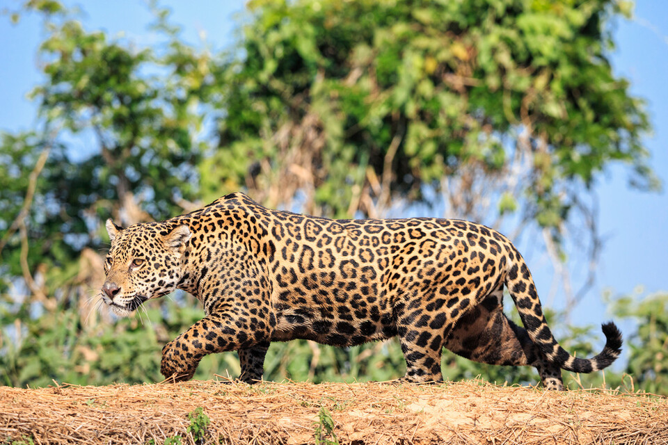 재규어는 개발로 서식지의 절반을 잃고, 밀렵과 사냥,으로 목숨을 잃으며 멸종위기에 직면해 있다. (사진 클립아트코리아)/뉴스펭귄