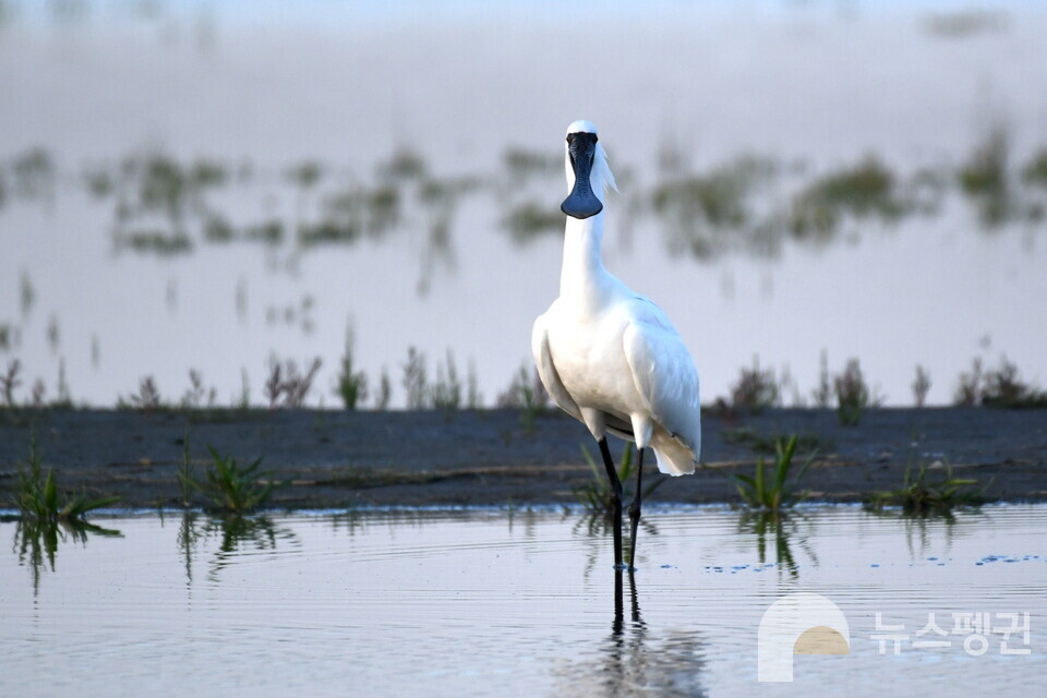 연구자들은 철새 서식지인 수라갯벌에 신공항이 생기면 조류충돌 가능성이 높아 항공 안전 위험을 초래할 수 있다고 지적했다.  사진은 수라갯벌에 서식하는 멸종위기종 저어새. (사진 오동필 새만금시민생태조사단장 제공, 본지 DB)/뉴스펭귄