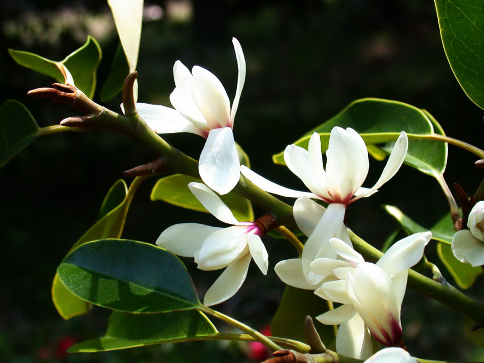 환경부 지정 멸종위기 야생생물 Ⅱ급 ‘초령목’. (사진 제주대학교 기초과학연구소 문명옥)/뉴스펭귄