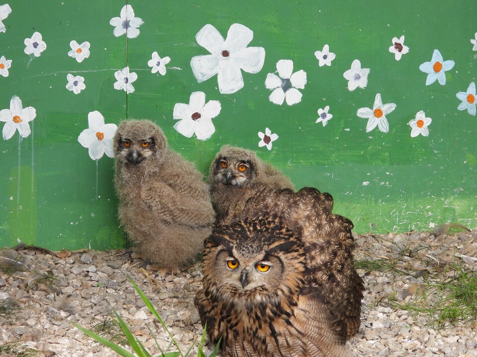 하남시에 위치한 한강생물보전연구센터에 특별한 사연을 가진 수리부엉이 가족이 살고 있다. (사진 황대인 한강생물보전연구센터 센터장 제공)/뉴스펭귄