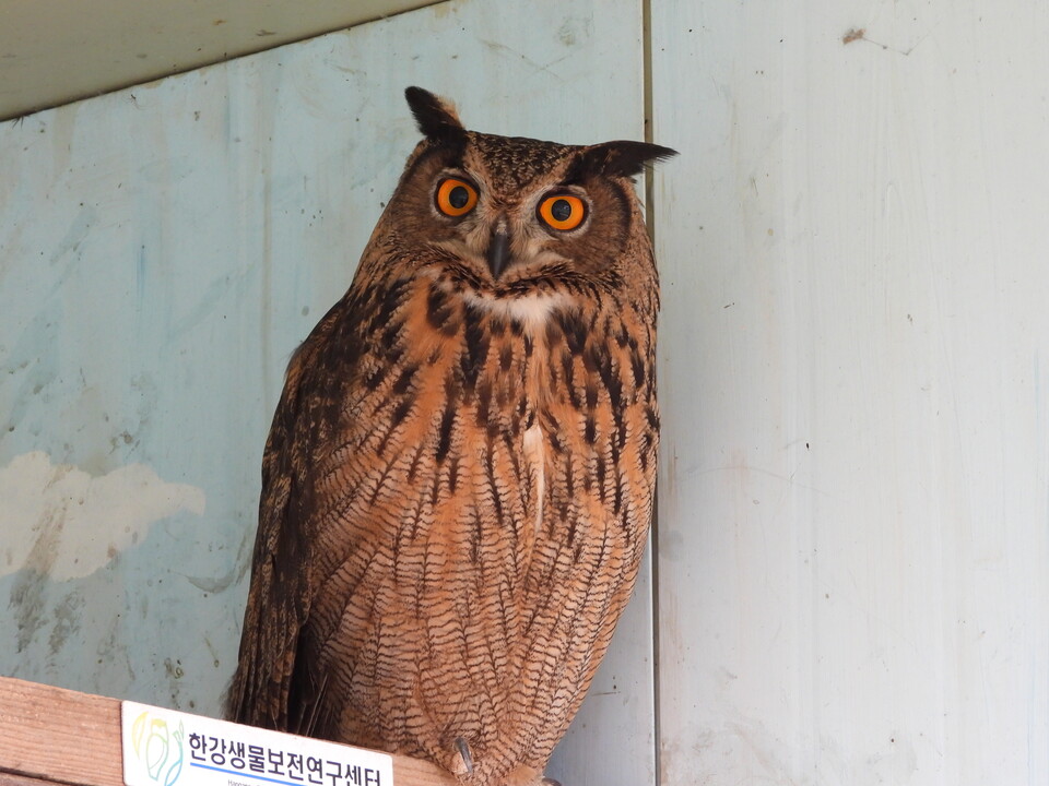 암컷 수리부엉이와 비슷한 시기, 수컷 수리부엉이도 방음벽 충돌로 센터에 들어왔다. (사진 황대인 한강생물보전연구센터 센터장 제공)/뉴스펭귄