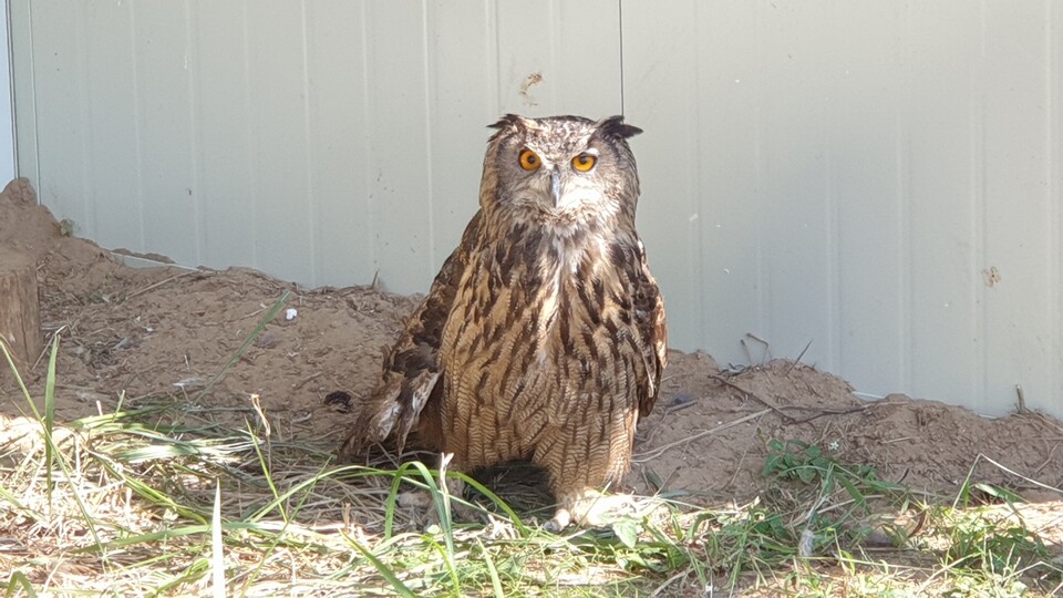 한강생물보전연구센터는 매해 겨울 최소 5~6마리의 수리부엉이를 구조하고 있다. (사진 황대인 한강생물보전연구센터 센터장 제공)/뉴스펭귄