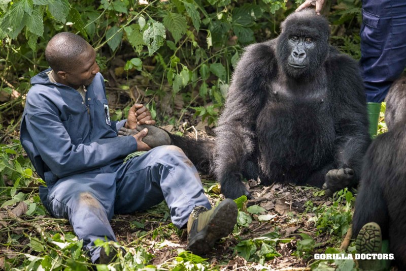 (사진 고릴라 닥터스)/뉴스펭귄