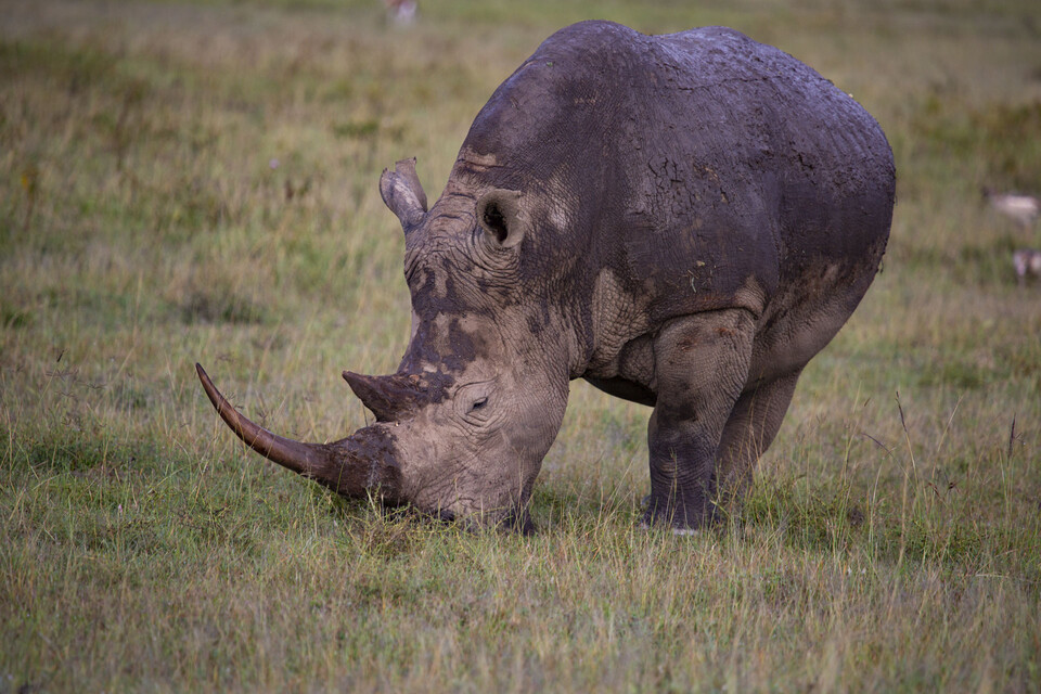 (사진 케냐 야생동물관리청 KWS)/뉴스펭귄