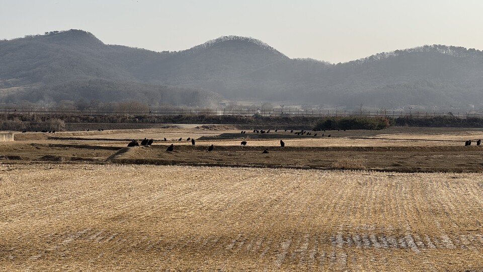 곳곳에 자리 잡고 오픈런 하는 독수리들. (사진 우다영 기자)/뉴스펭귄