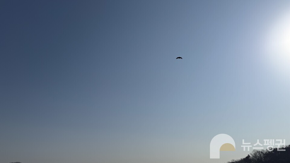 저 멀리 밥을 다 먹은 독수리가 날고 있다. (사진 우다영 기자)/뉴스펭귄