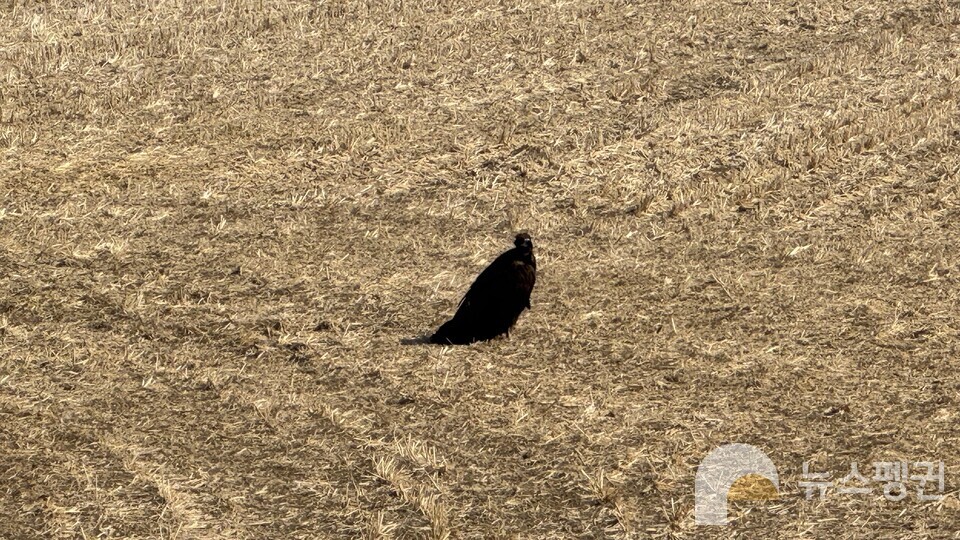 홀로 쉬는 독수리. 내향성일까? 기자는 이 독수리가 반가웠다. (사진 우다영 기자)/뉴스펭귄