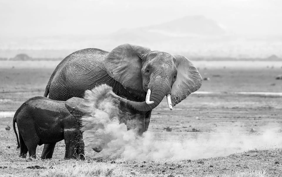 (사진 The Nature Photography Contest 2024)/뉴스펭귄