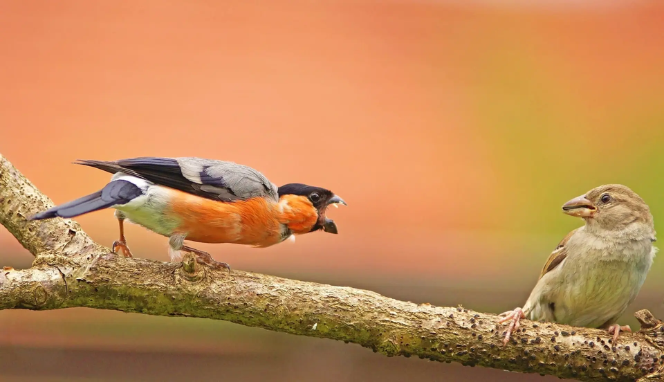 (사진 The Nature Photography Contest 2024)/뉴스펭귄