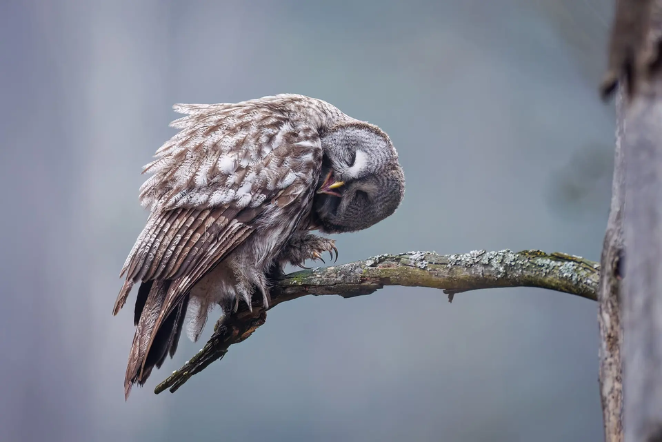 (사진 The Nature Photography Contest 2024)/뉴스펭귄