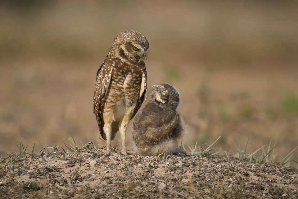 (사진 The Nature Photography Contest 2024)/뉴스펭귄