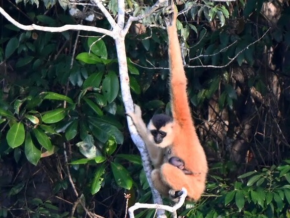 아기 긴팔원숭이가 어미 품에 안겨 있다. 2024년 11월 촬영된 사진. (사진 Nguyen Duc Tho, Fauna&Flora)/뉴스펭귄