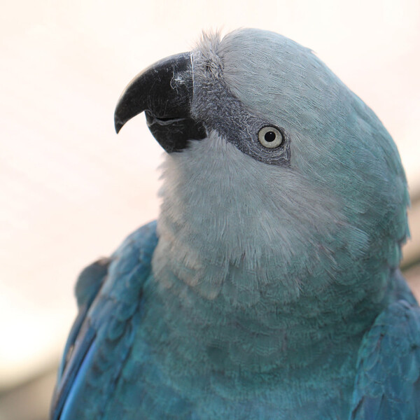 (사진 독일 앵무새보존협회 ACTP 공식 페이스북)/뉴스펭귄