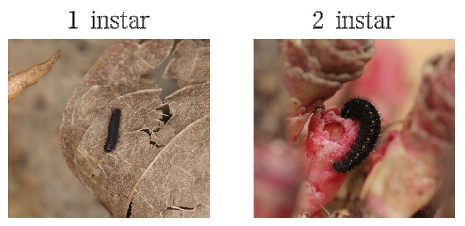 붉은점모시나비 1, 2령 애벌레 비교 (사진 이강운 대기자)/뉴스펭귄