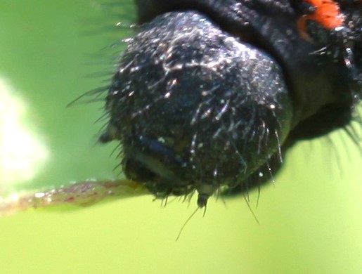 붉은점모시나비 애벌레 머리 (사진 이강운 대기자)/뉴스펭귄