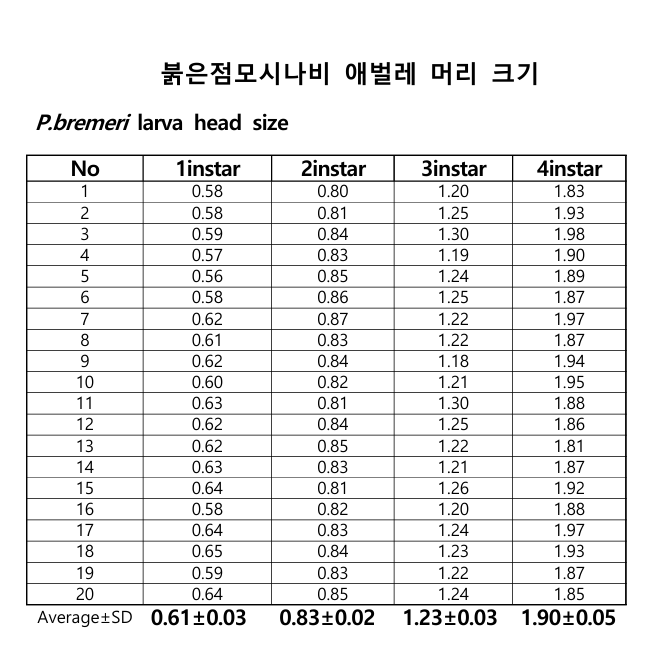 붉은점모시나비 애벌레 머리 크기 (사진 이강운 대기자)/뉴스펭귄