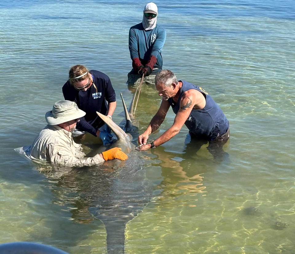 재작년 말 미국 플로리다 키스 제도 인근 해역에서 작은이빨톱상어가 원을 그리며 헤엄을 치다가 결국 폐사하는 현상이 처음으로 목격됐다. (사진 Florida Fish and Wildlife Conservation Commission)/뉴스펭귄
