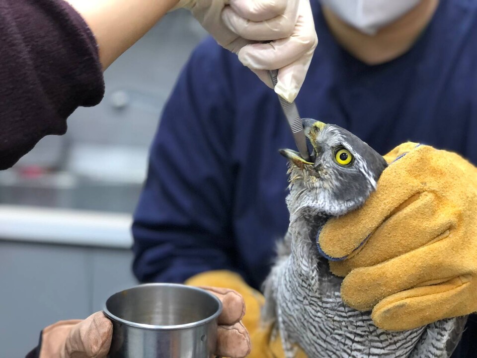 경기도 야생동물구조관리센터는 지난해 야생동물 구조 건수가 재작년보다 17% 늘어난 3552건이었다고 밝혔다. (사진 경기도 제공)/뉴스펭귄
