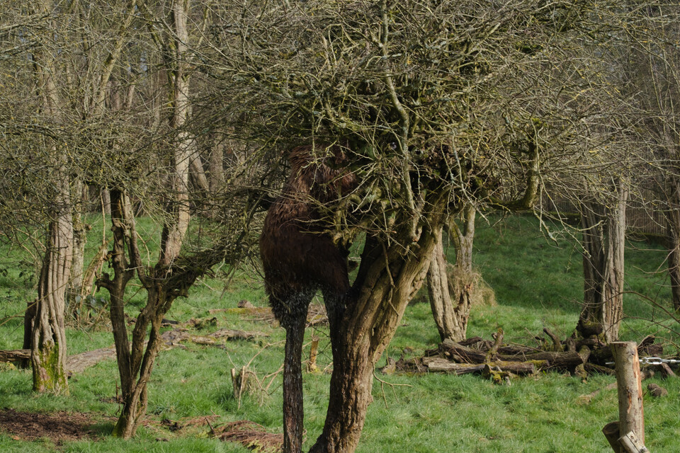 (사진 Whipsnade Zoo)/뉴스펭귄