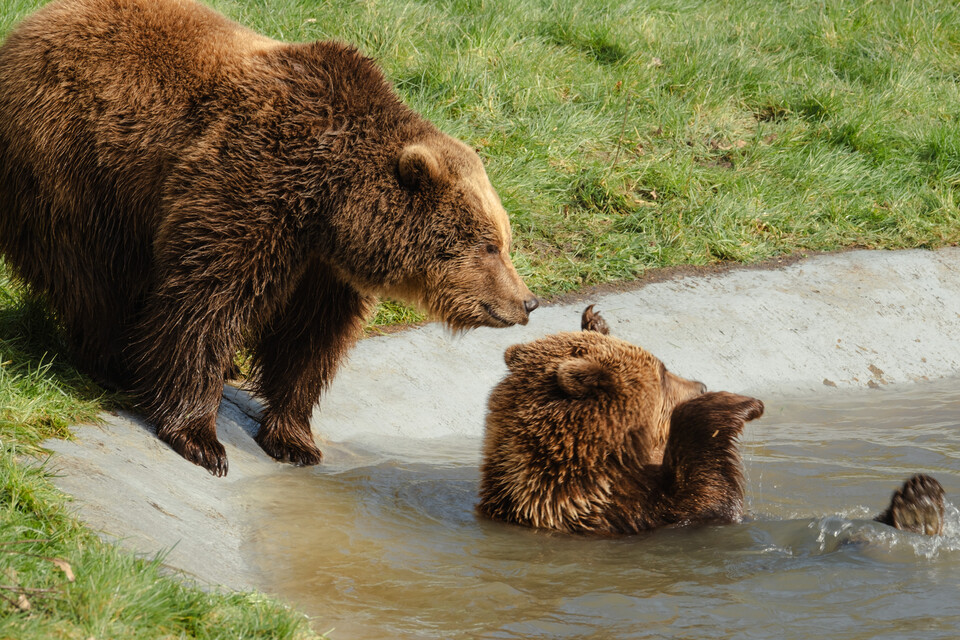 (사진 Whipsnade Zoo)/뉴스펭귄