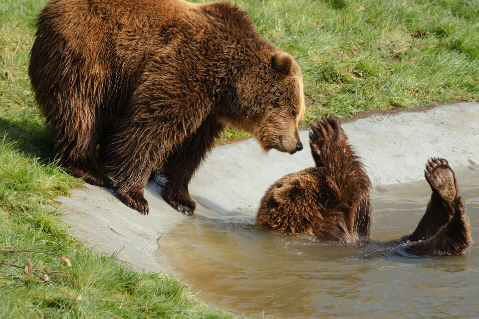 영국의 한 동물원에서 석 달간의 깊은 잠에서 깨어난 불곰들이 물속에 들어가 장난을 치고 있다. (사진 Whipsnade Zoo)/뉴스펭귄
