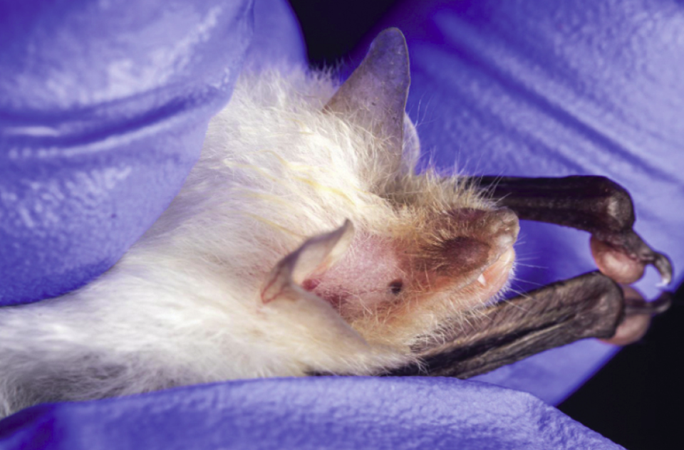 루시즘 박쥐. (사진 논문 First record of leucism in the Spix’s disc-winged bat, Thyroptera tricolor, in Belize)/뉴스펭귄