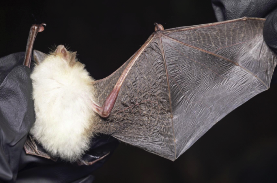루시즘 박쥐. (사진 논문 First record of leucism in the Spix’s disc-winged bat, Thyroptera tricolor, in Belize)/뉴스펭귄